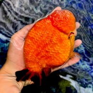 Fancy Goldfish Thai Lionchu Big Structure/Giant TVR RED