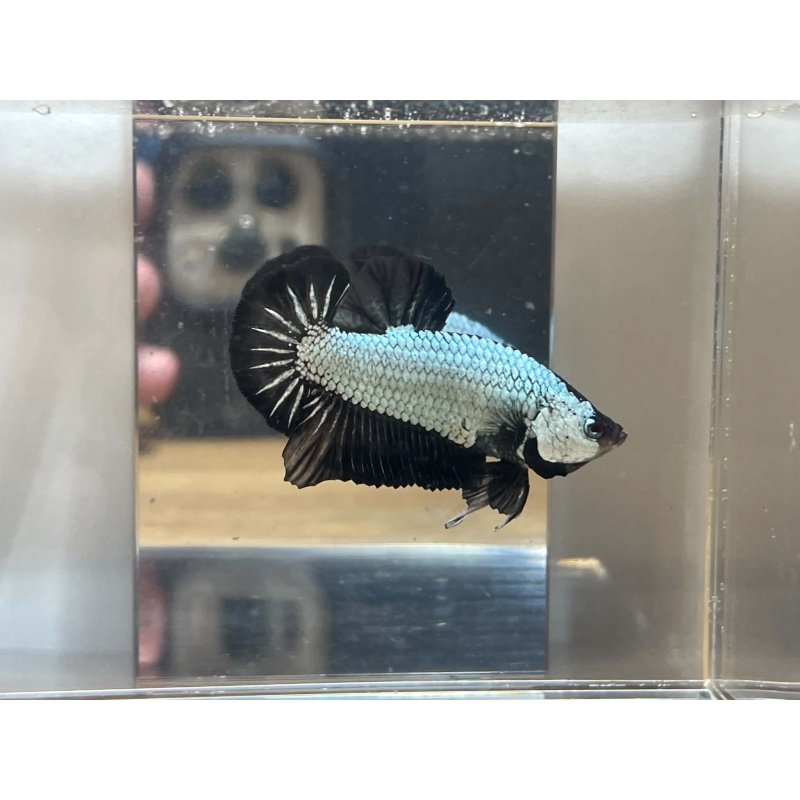 +++SHOW QUALITY+++ Black Dragon HMPK male