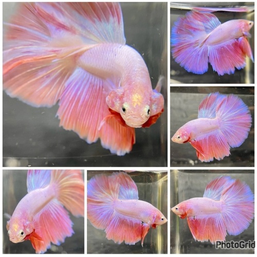 Pink HM male Betta