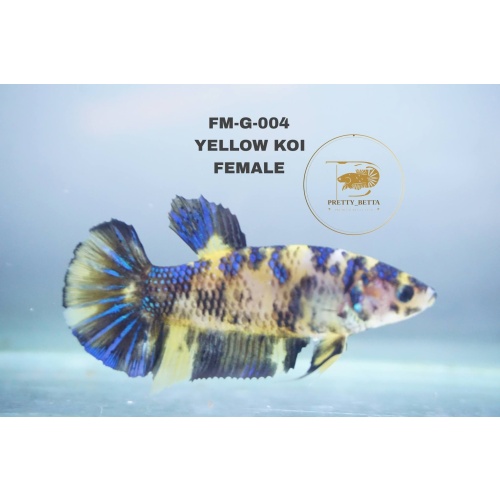 Giant Betta Yellow Koi HMPK (4.8cm) - Premium Indonesia Bred