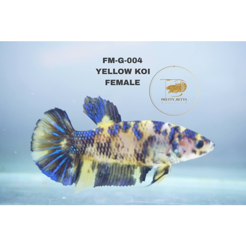 Giant Betta Yellow Koi HMPK (4.8cm) - Premium Indonesia Bred