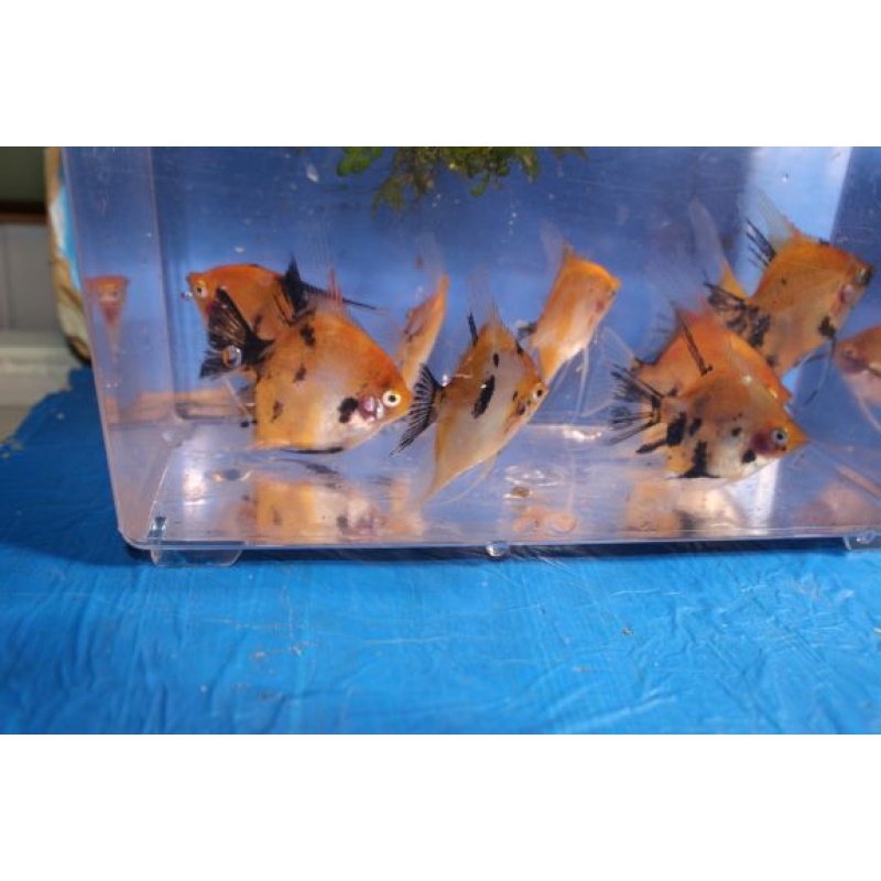 8 ORANGE KOI ANGELFISH!!! QUARTER TO HALF DOLLAR SIZE!!!