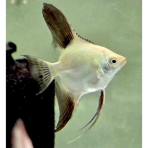 6 Bulgarian Green Seal Point Angelfish, QUARTER SIZE