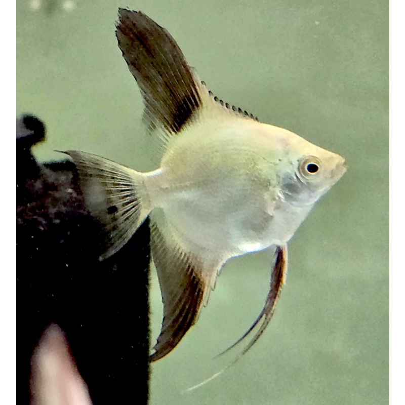 6 Bulgarian Green Seal Point Angelfish, NICKEL SIZE