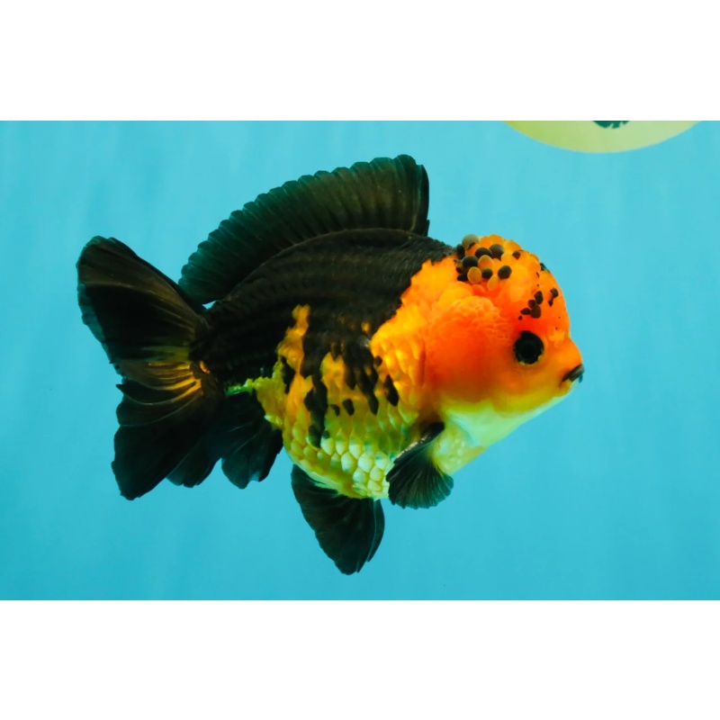 SPECIAL A Grade Apache Yuanbao Male 5-5.5 inches