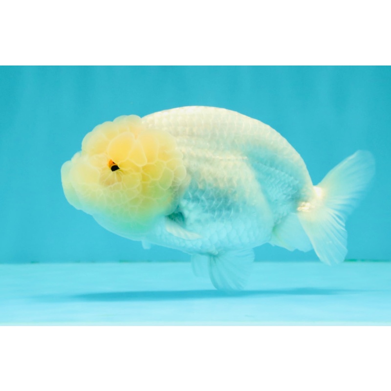 White Lionchu Female 4.5-5 inches