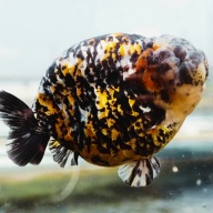 Fancy Goldfish Red Tiger Giant Structure Ranchu