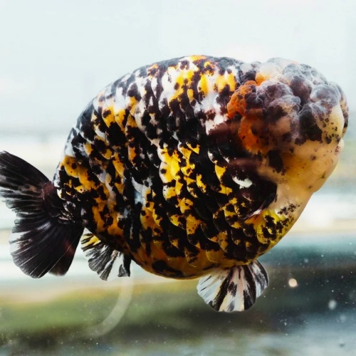 Fancy Goldfish Red Tiger Giant Structure Ranchu