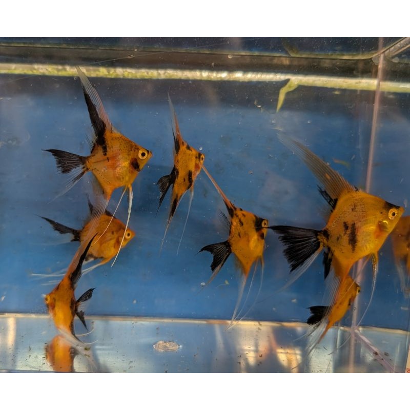 8 Veil Fin High Coverage Orange Koi Angels