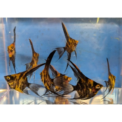 8 Veil Fin High Coverage Orange Marble Angels