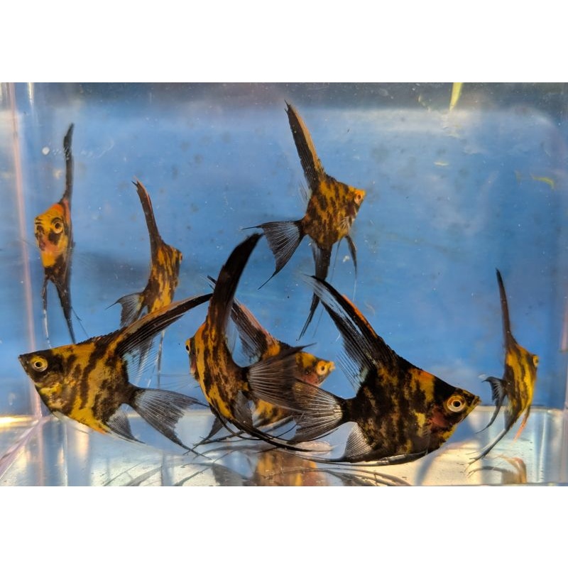 8 Veil Fin High Coverage Orange Marble Angels