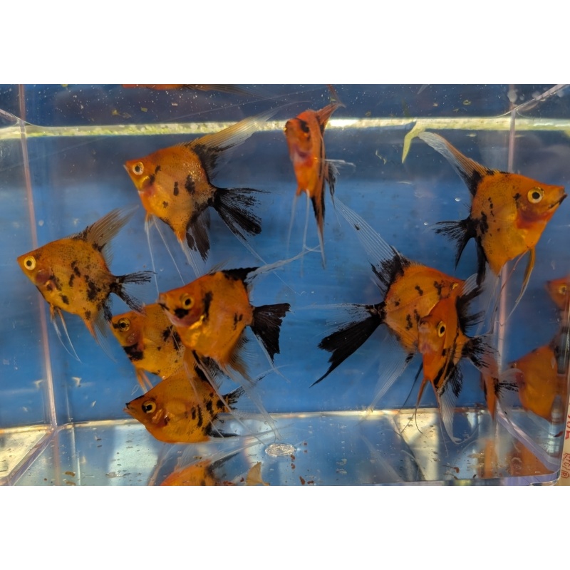 6 Veil and 4 Standard Fin High Coverage Orange Koi Angels
