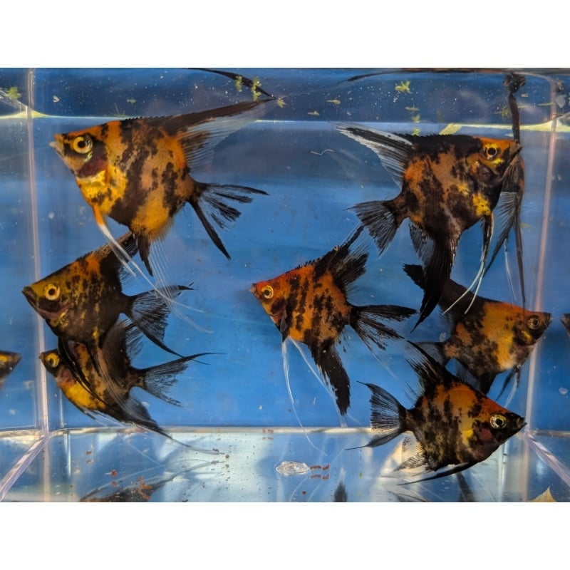 8 High Coverage Orange Marble Angels