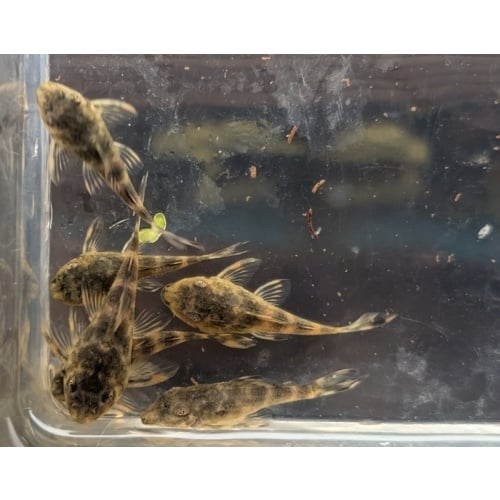 6 L127 Peckoltia lujani
