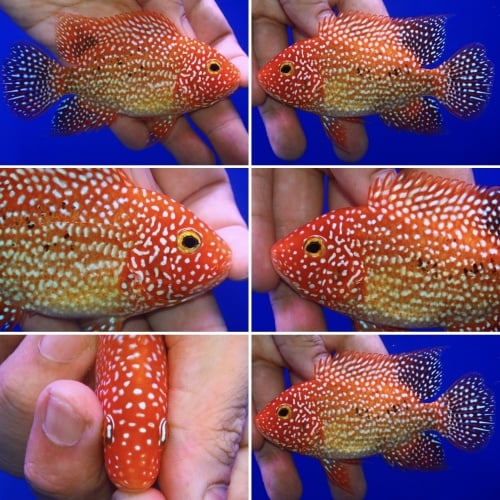 Fade Super red texas size 4.5 inch
