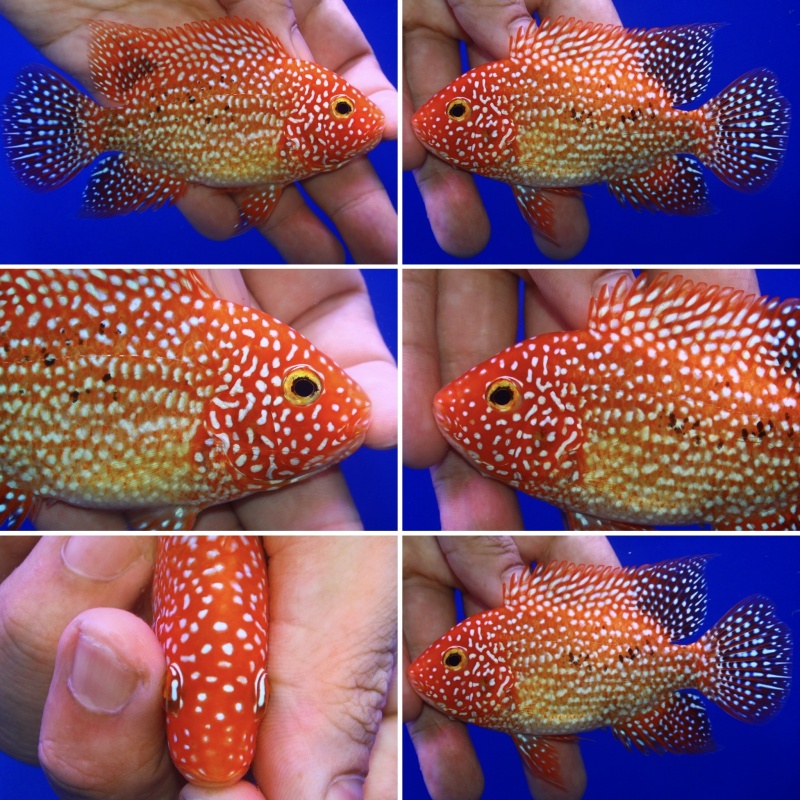 Fade Super red texas size 4.5 inch