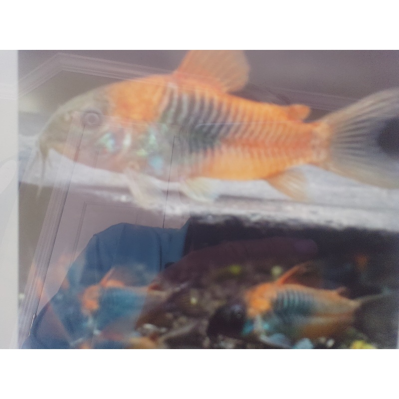 5 Blue Saddle Corycats