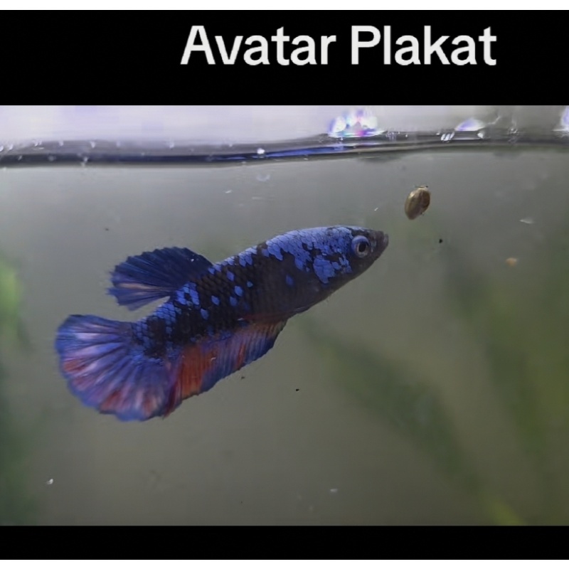 Avatar HMPK female
