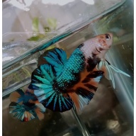 Metallic multycolor