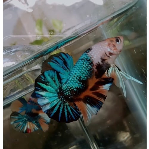 Metallic multycolor