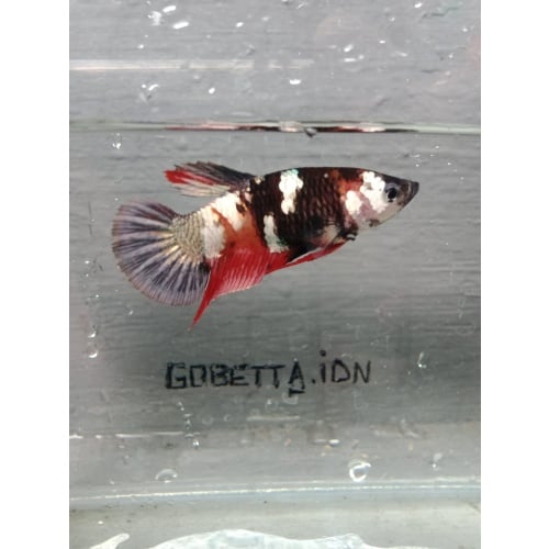 Red koi copper female