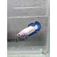 Bicolor female