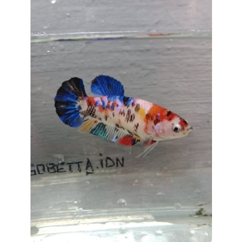 Multycolor female