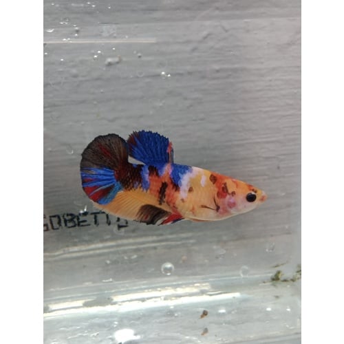 Multycolor female