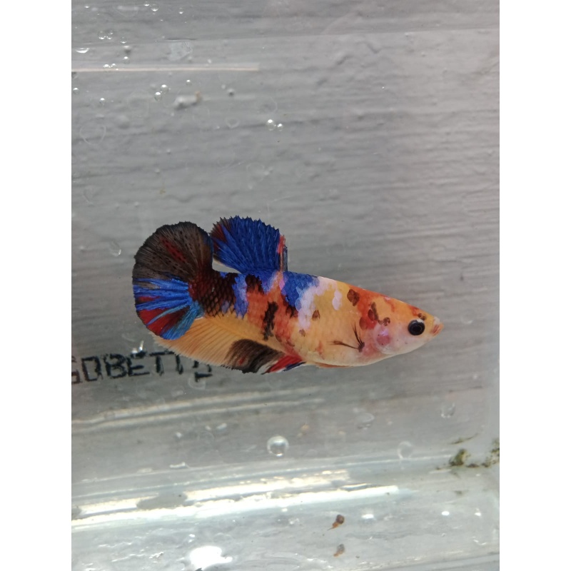 Multycolor female