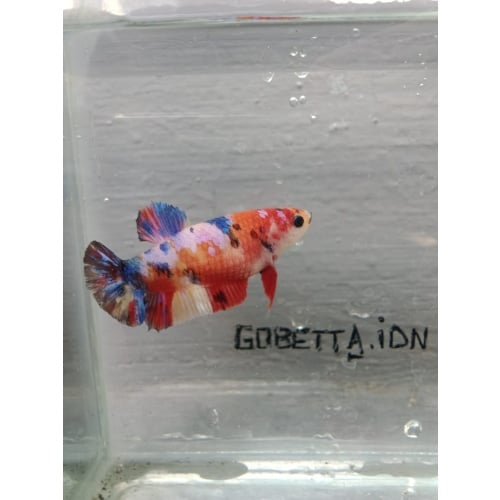 Multycolor female