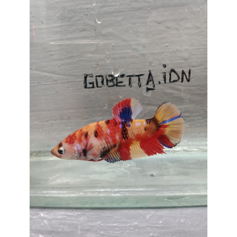 Nemo female