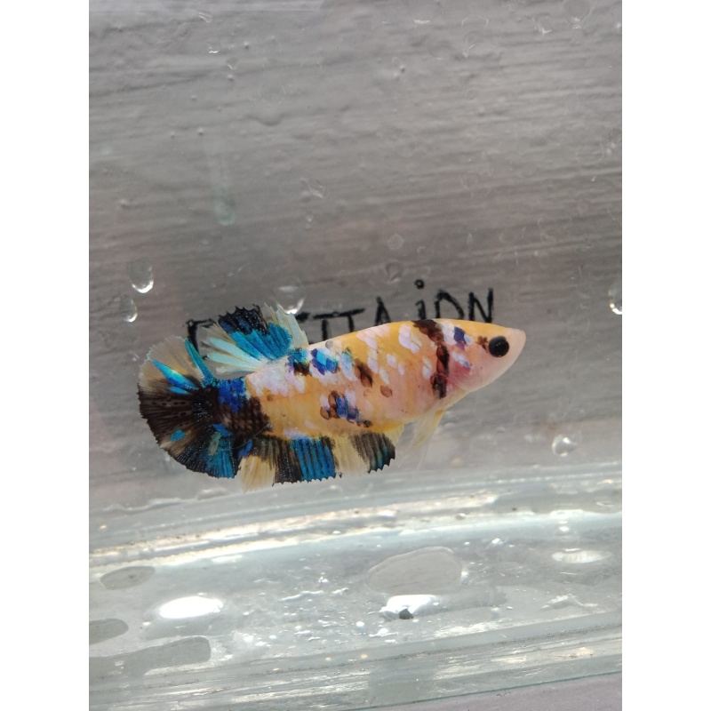Multycolor female