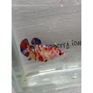 Multycolor female