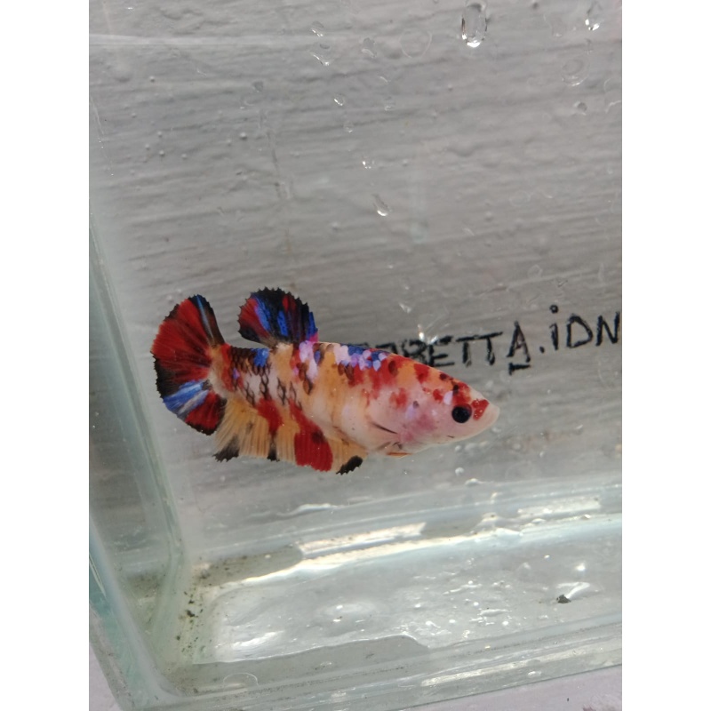 Multycolor female