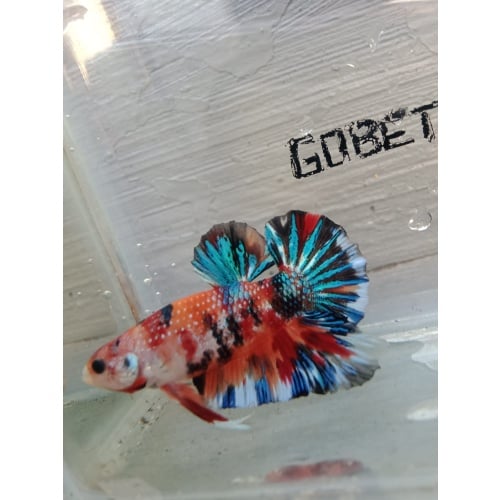 Metallic multycolor