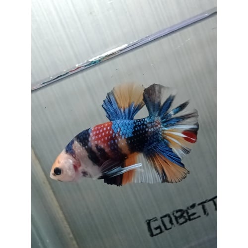 Metallic multycolor male