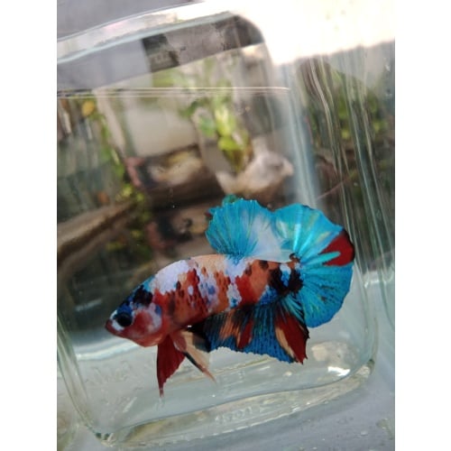 Multycolor male
