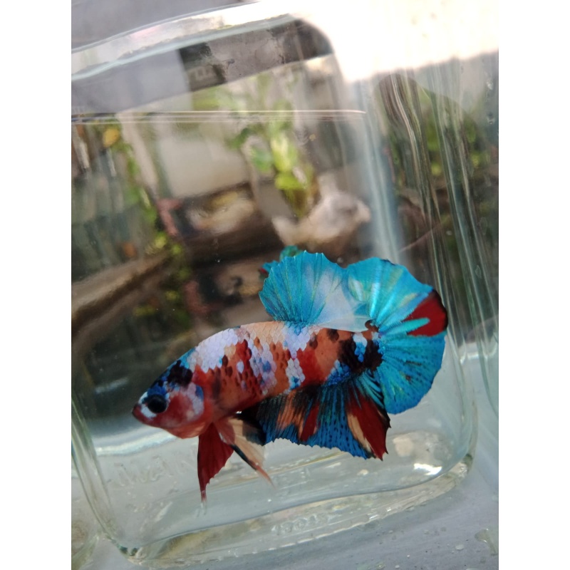 Multycolor male