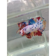 Candy Nemo male