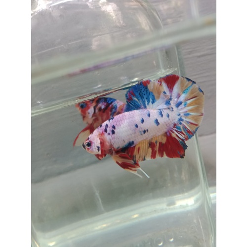 Candy Nemo male