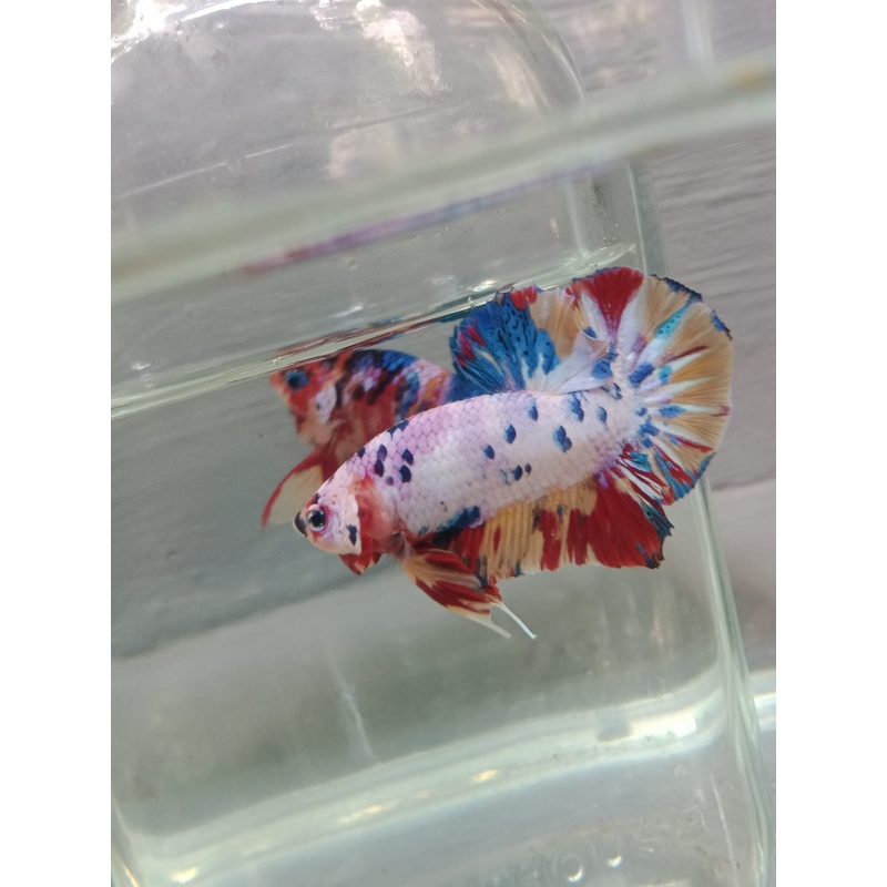 Candy Nemo male