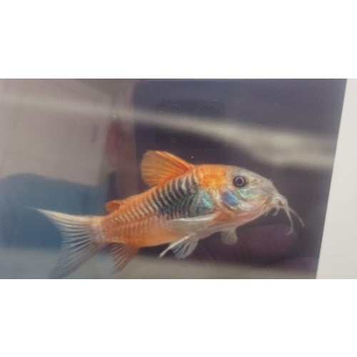 5  Blue Saddle Corycats