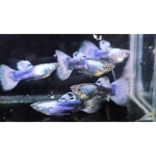 Silver purple pair
