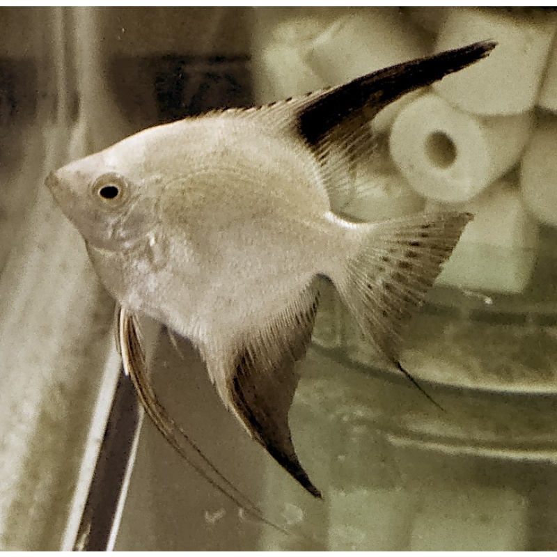 10+2 FREE! Bulgarian Seal Point Angelfish, DIME/NICKEL SIZE!