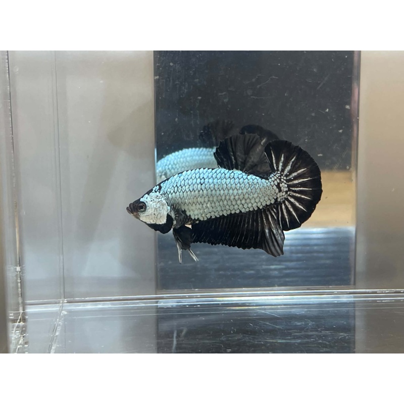 +++SHOW QUALITY+++ Black Dragon HMPK male