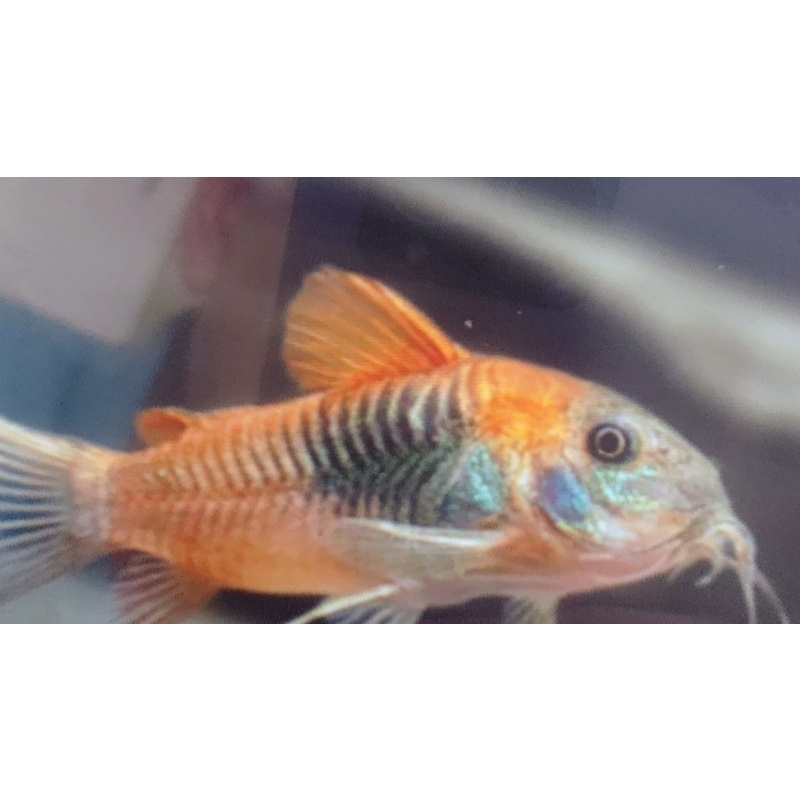 5 Blue Saddle Corycats