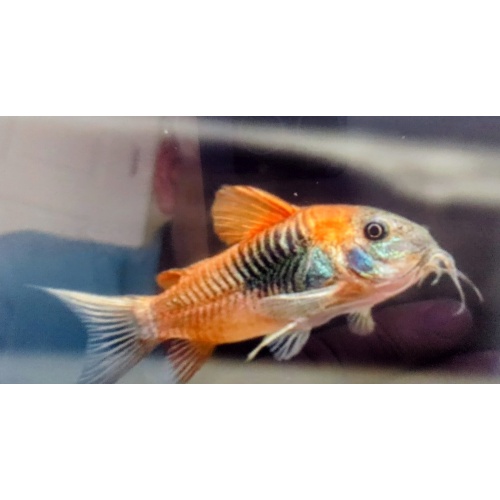 5 Blue Saddle Corycats