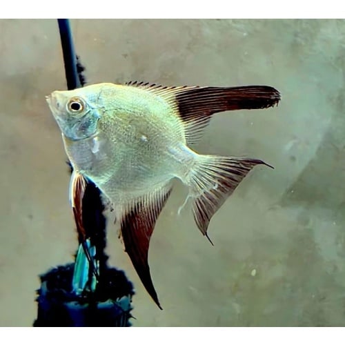 6+1 FREE! Bulgarian Green Seal Point Angelfish, DIME/NICKEL SIZE!