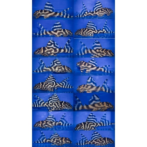 8 young adult L333 gold AA breeder (female heavy)