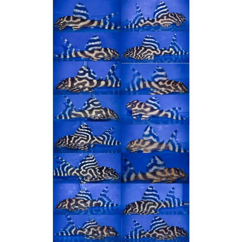 8 young adult L333 gold AA breeder (female heavy)